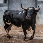 Madrid - Corrida de toros- Domingo 9 de septiembre de 2018