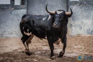 Madrid - Corrida de toros- Domingo 9 de septiembre de 2018