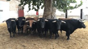 Murcia - Sorteo - Corrida de toros - Domingo 9 de septiembre de 2018