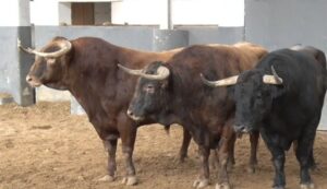 Sorteo, Albacete 15 de septiembre de 2018