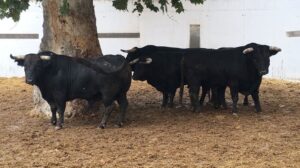 Sorteo, Murcia 16 de septiembre de 2018