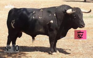Toros de Herederos de Varela Crujo para la despedida de Padilla de Portugal.