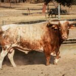 Toros de Palha y Pallarés para el desafío ganadero de Las Ventas del 23 de septiembre de 2018