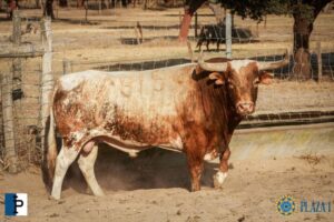 Toros de Palha y Pallarés para el desafío ganadero de Las Ventas del 23 de septiembre de 2018