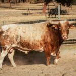 Toros de Palha y Pallarés para el desafío ganadero de Las Ventas del 23 de septiembre de 2018