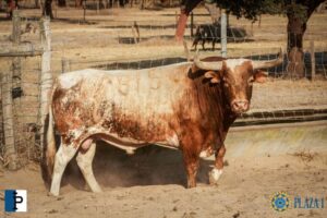 Toros de Palha y Pallarés para el desafío ganadero de Las Ventas del 23 de septiembre de 2018