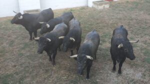 Correla (Navarra) - Corrida de toros - Sábado 29 de septiembre de 2018