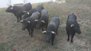 Correla (Navarra) - Corrida de toros - Sábado 29 de septiembre de 2018