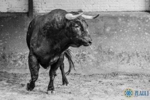 Madrid - Sorteo - Corrida de toros - Sábado 29 de septiembre de 2018