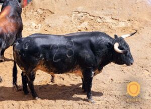 Sevilla - Sorteo - Corrida de toros - Sábado 29 de septiembre de 2018