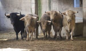 Zaragoza - Sorteo - Novillada picada - Sábado 29 de septiembre de 2018