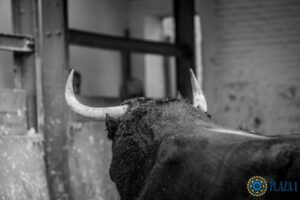 Madrid - Sorteo - Corrida de toros - Domingo 30 de septiembre de 2018