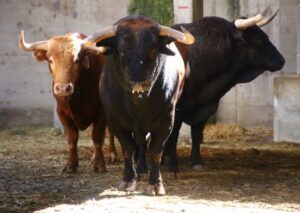 Zaragoza - Sorteo - Corrida Concurso - Domingo 30 de septiembre de 2018