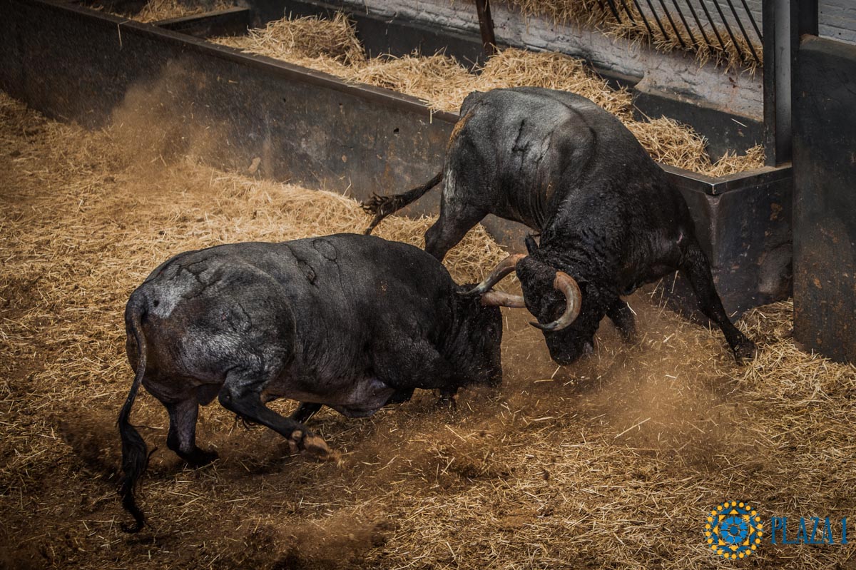 Los toros de José Escolar y San Martín, ya en Las Ventas