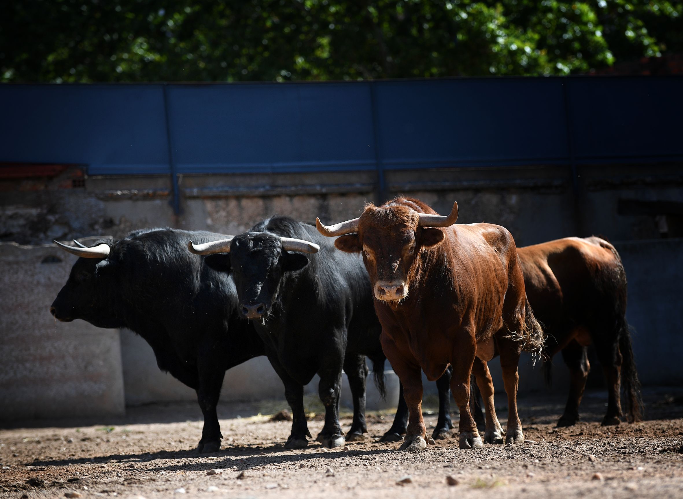 Repique, de José Cruz, abre el abono en Salamanca