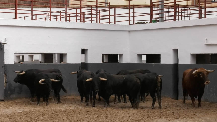 Sorteados dos Tornillero para la novillada de Albacete