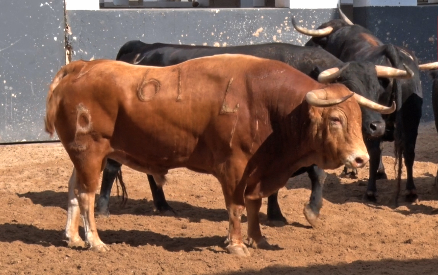 Sucesor, de Alcurrucén, abre la tarde en Albacete