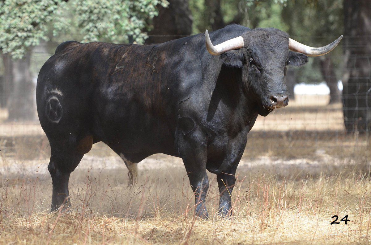 Cantinillo, de Dolores Aguirre, el primero de Villaseca de la Sagra