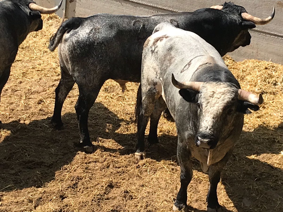 Quincallo, de La Quinta, abre plaza en Villaseca