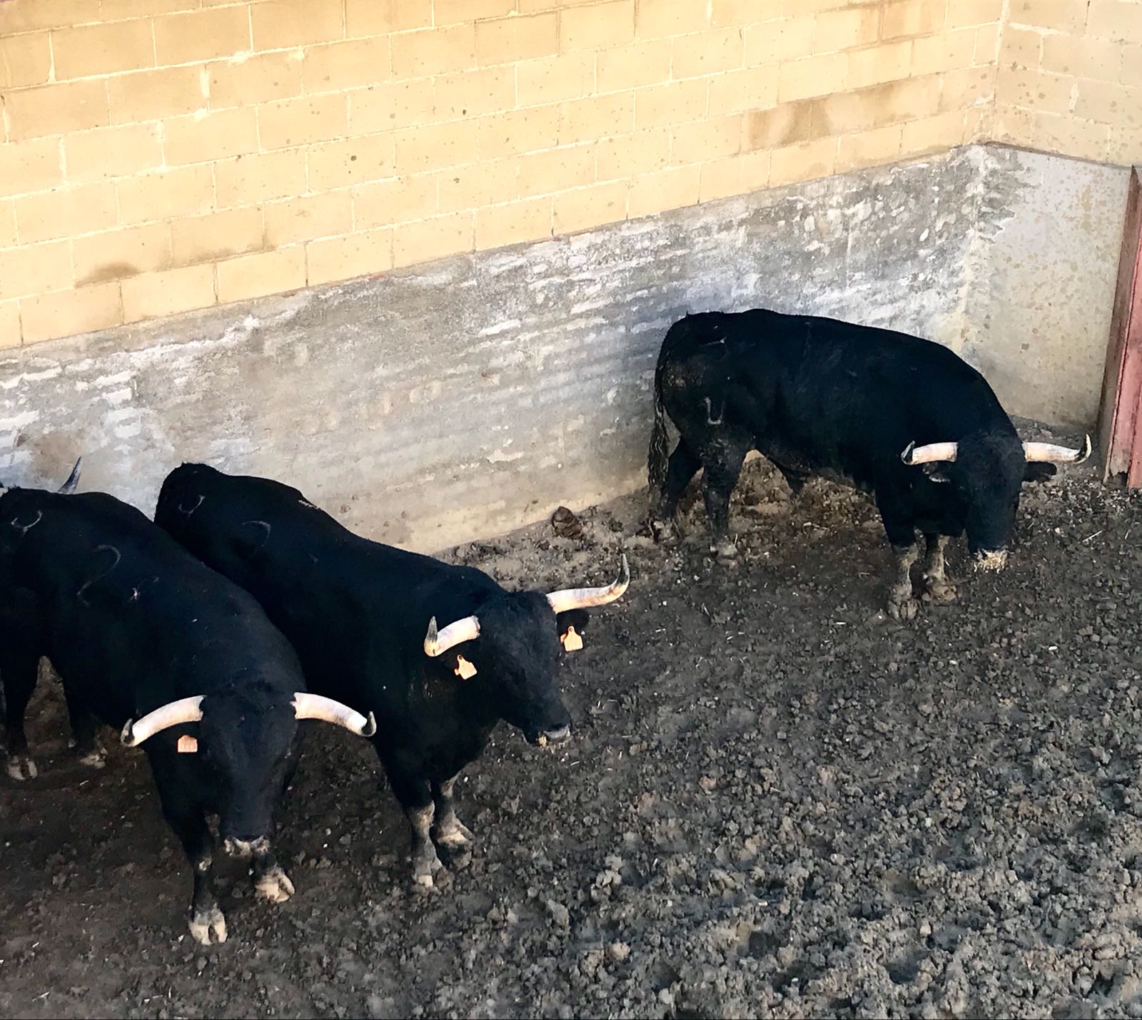 Garañoso abre el desafío de San Martín de Valdeiglesias