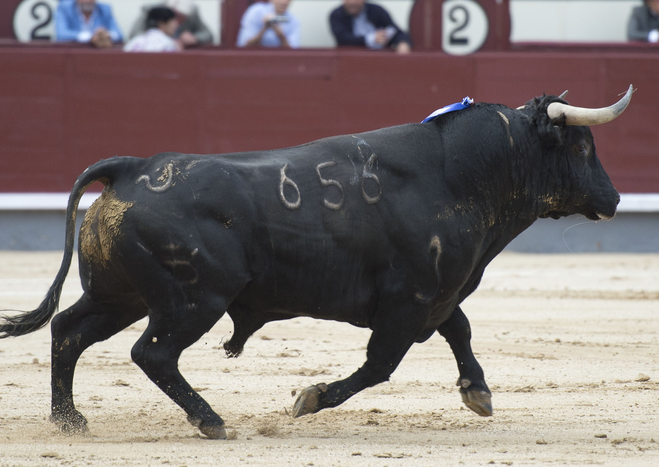 El toro, protagonista del mes de septiembre en Las Ventas