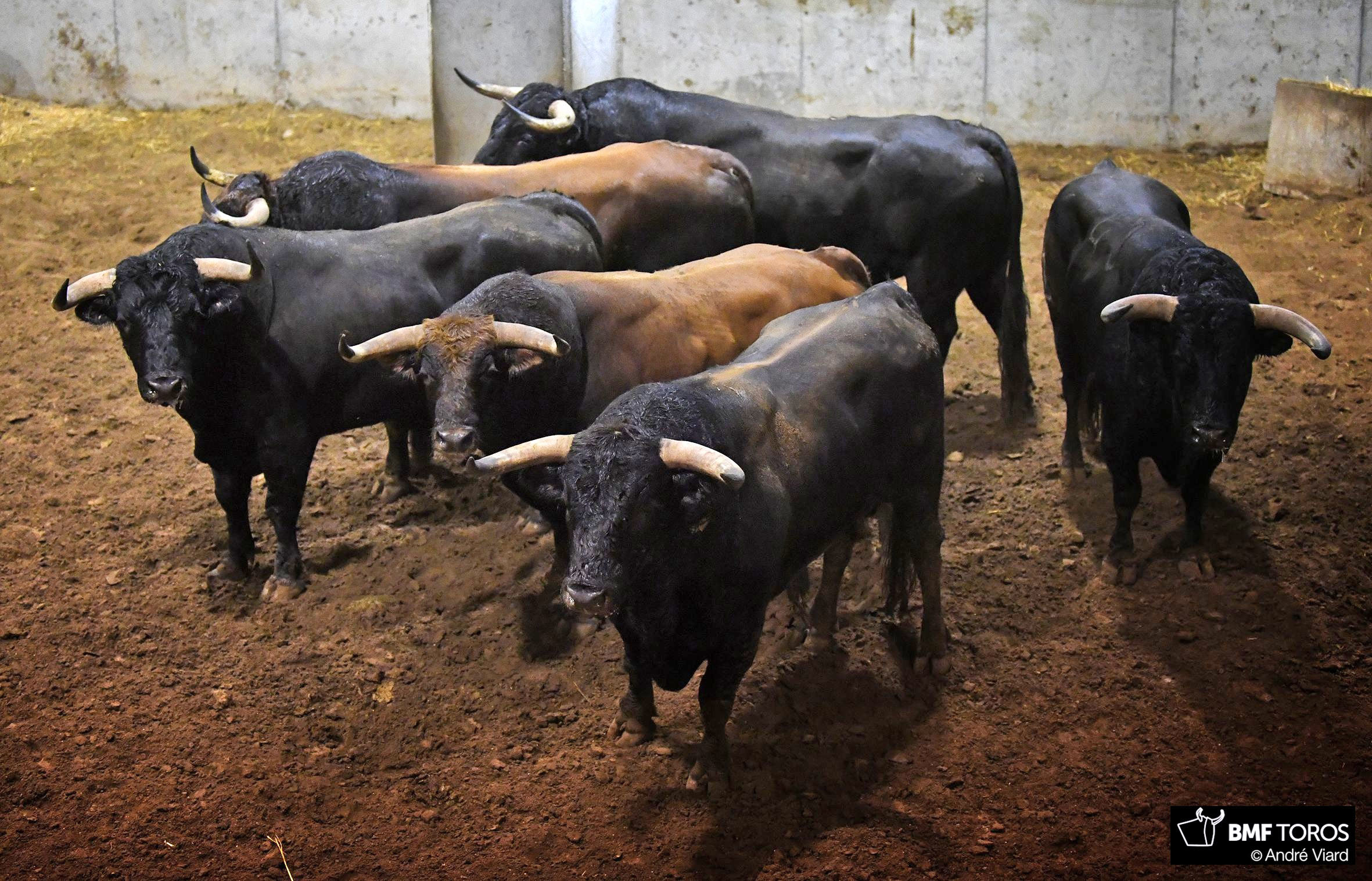Seis toros de Zalduendo para esta tarde en Logroño