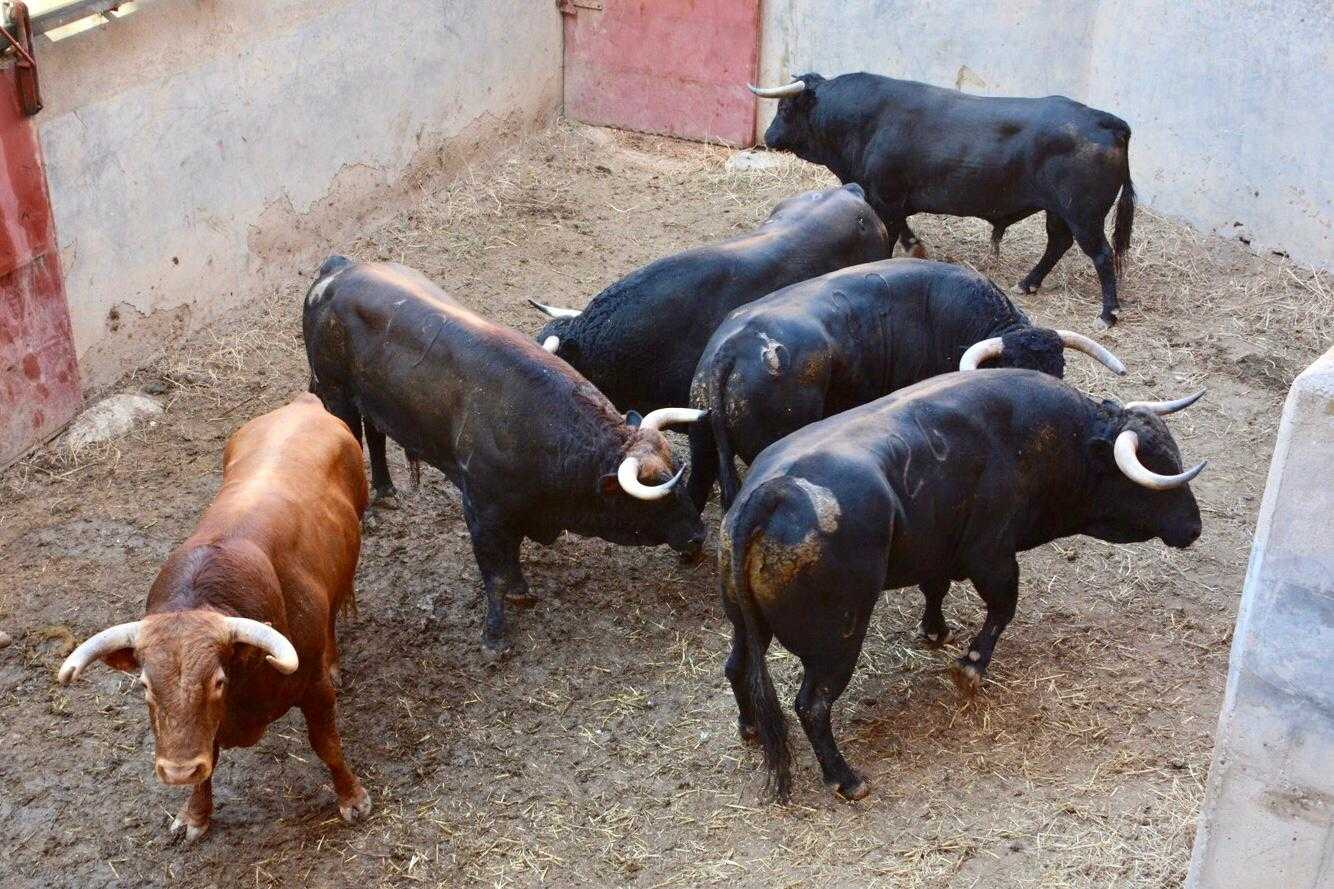 Sorteados los toros de Loreto Charro para Guadalajara