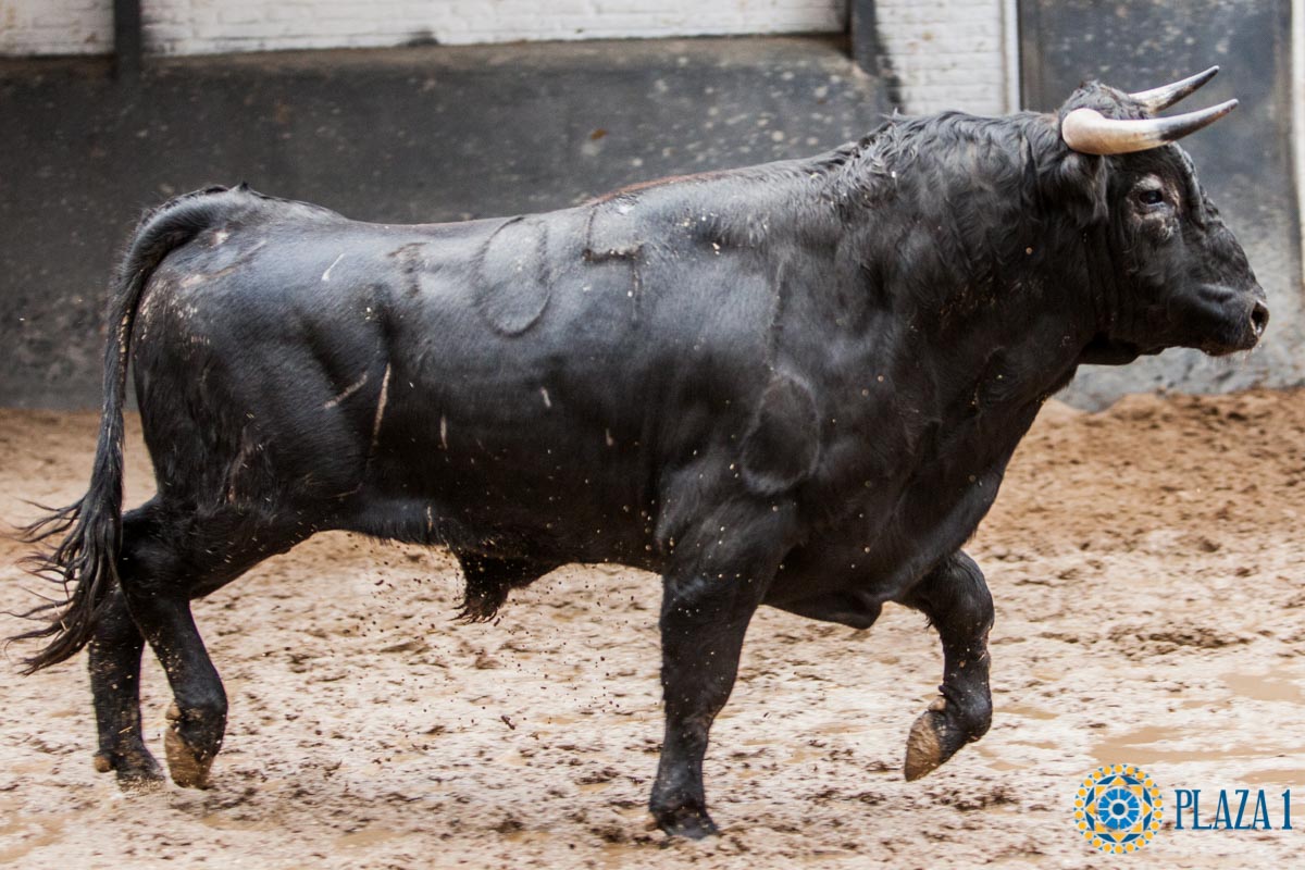 Sorteo. Madrid, 14 de octubre de 2018