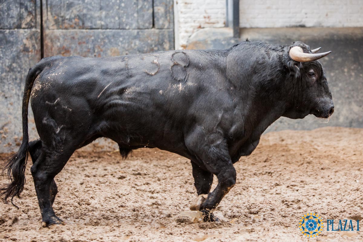 Sorteo. Madrid, 14 de octubre de 2018