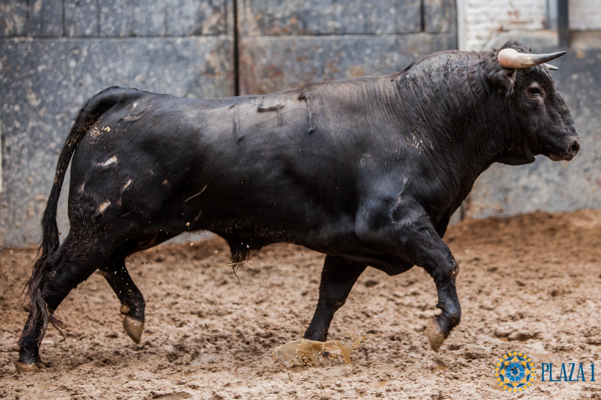 Sorteo. Madrid, 14 de octubre de 2018
