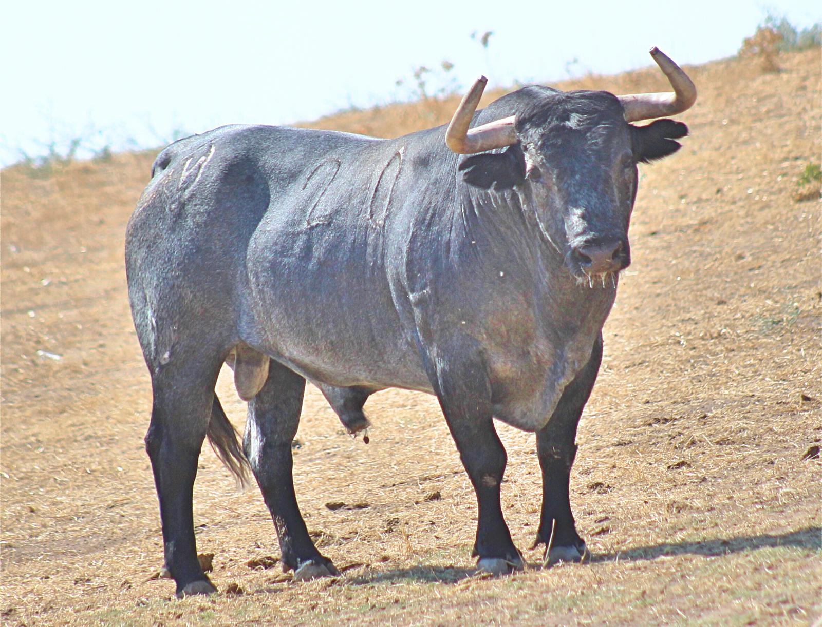 Toros de Adolfo Martín para Zaragoza. 11 de octubre de 2018