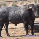 BONAERENSE Nº 28 • G 2014