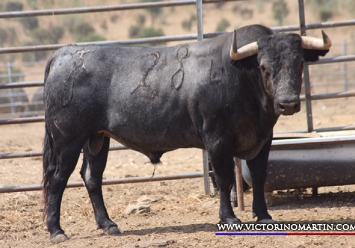 BONAERENSE Nº 28 • G 2014