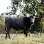 2-Escribano, cárdeno.- "Abre más la cara, es más altito que sus hermanos, cárdeno como todos los de la corrida"