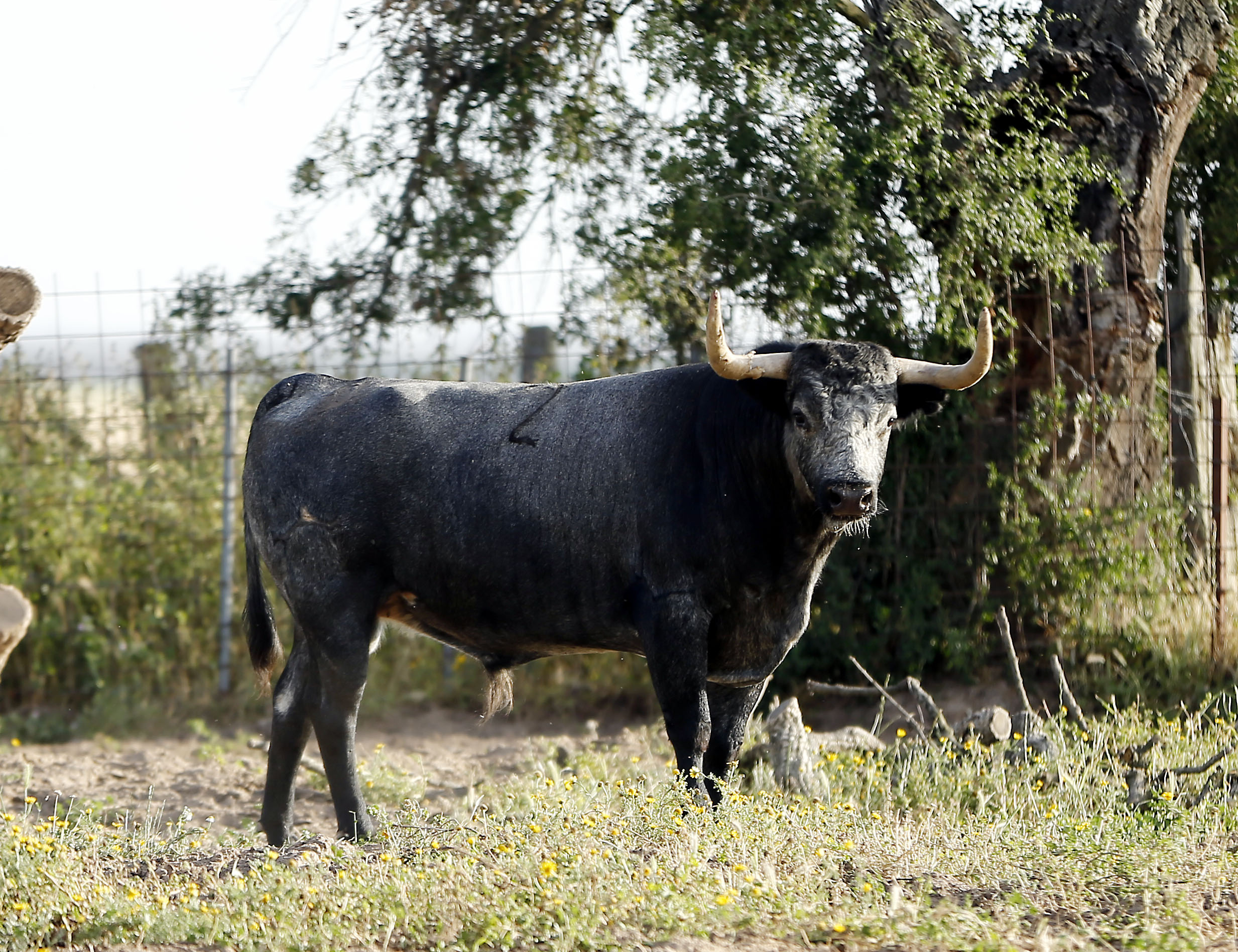 2-Escribano, cárdeno.- "Abre más la cara, es más altito que sus hermanos, cárdeno como todos los de la corrida"