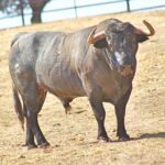 Toros de Adolfo Martín para Zaragoza. 11 de octubre de 2018