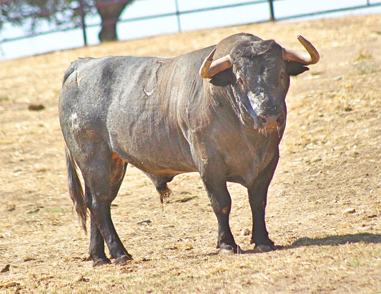 Toros de Adolfo Martín para Zaragoza. 11 de octubre de 2018