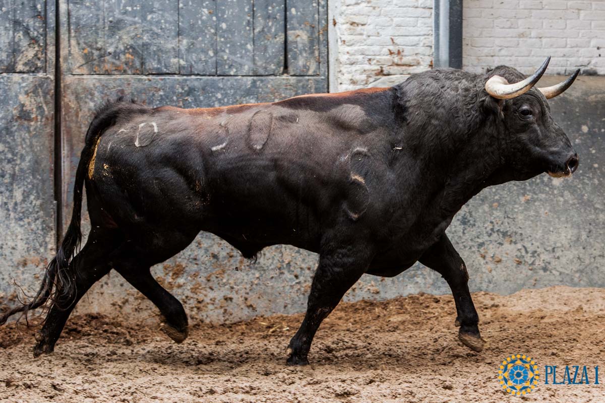 Sorteo. Madrid, 14 de octubre de 2018