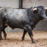 Sorteo, Madrid 12 de octubre de 2018