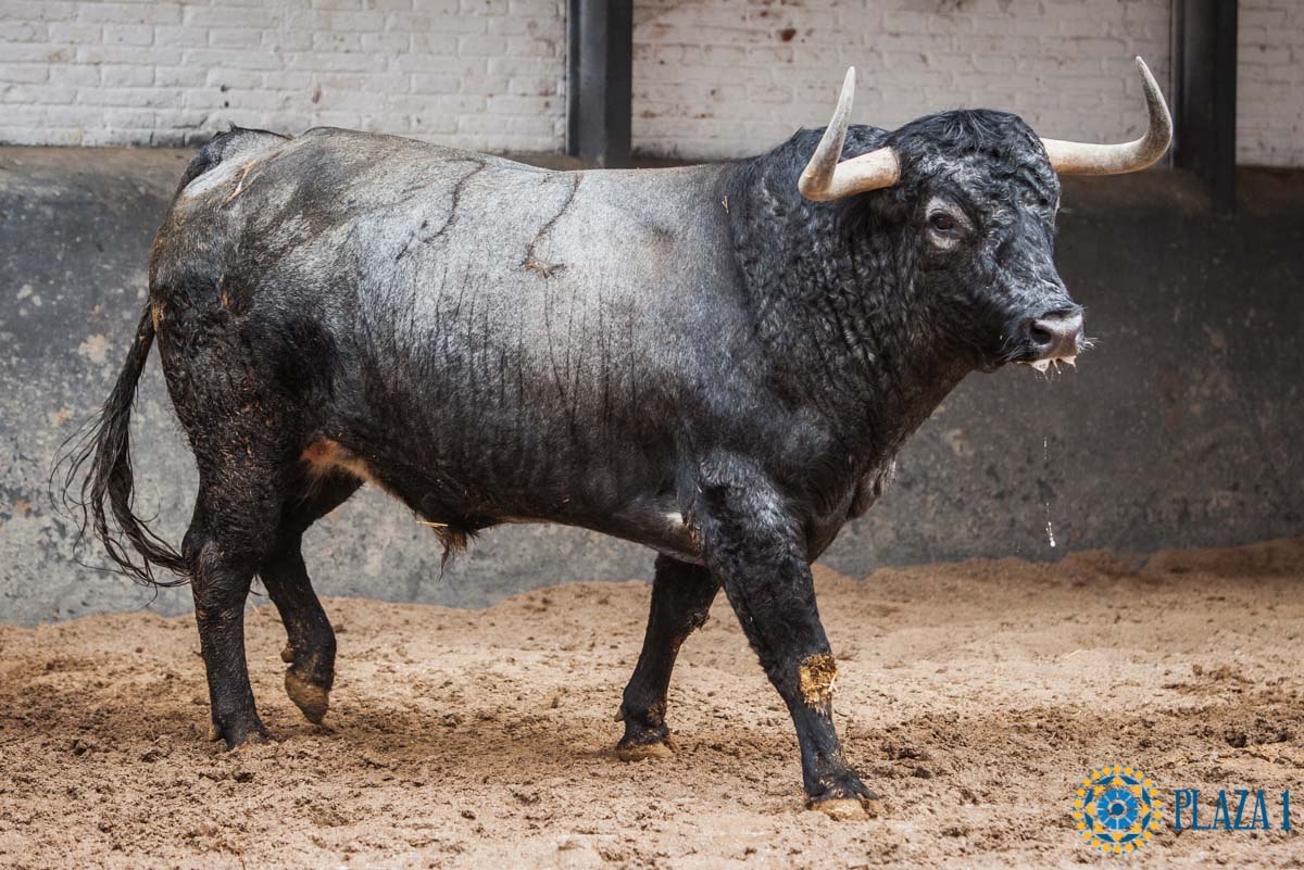 Sorteo, Madrid 12 de octubre de 2018