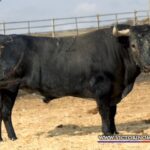 VERDADERO Nº 32 • G 2014