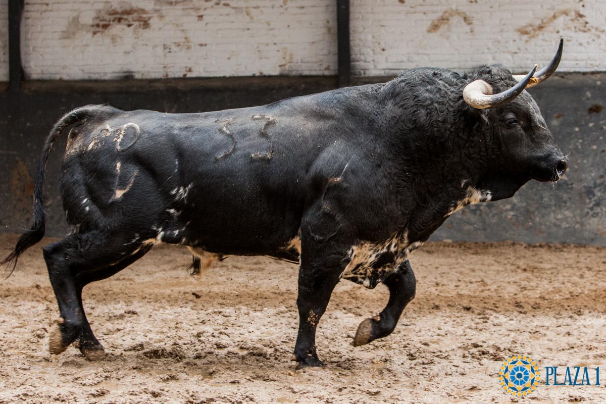 Sorteo. Madrid, 14 de octubre de 2018