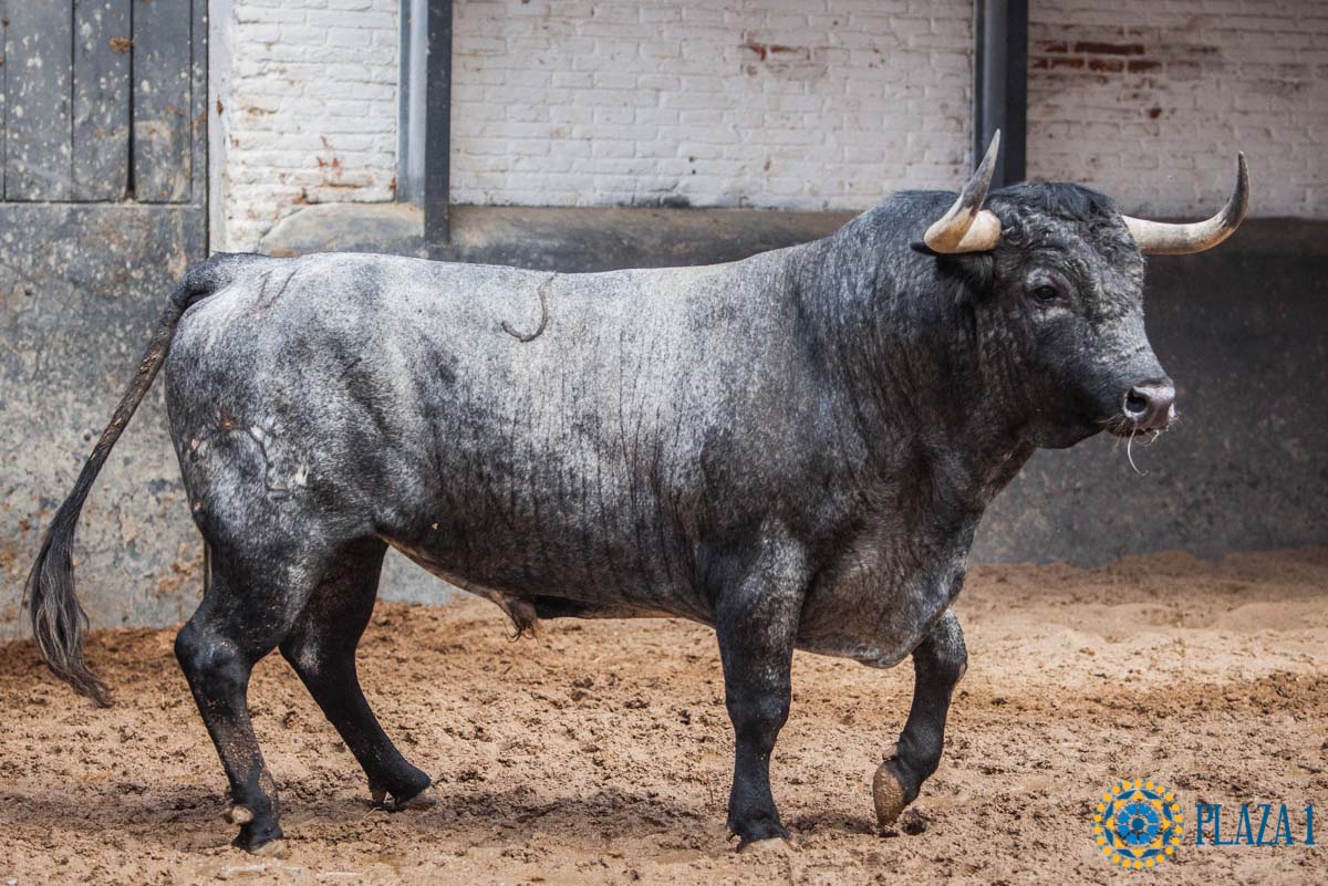 Sorteo, Madrid 12 de octubre de 2018