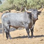 Toros de Adolfo Martín para Zaragoza. 11 de octubre de 2018