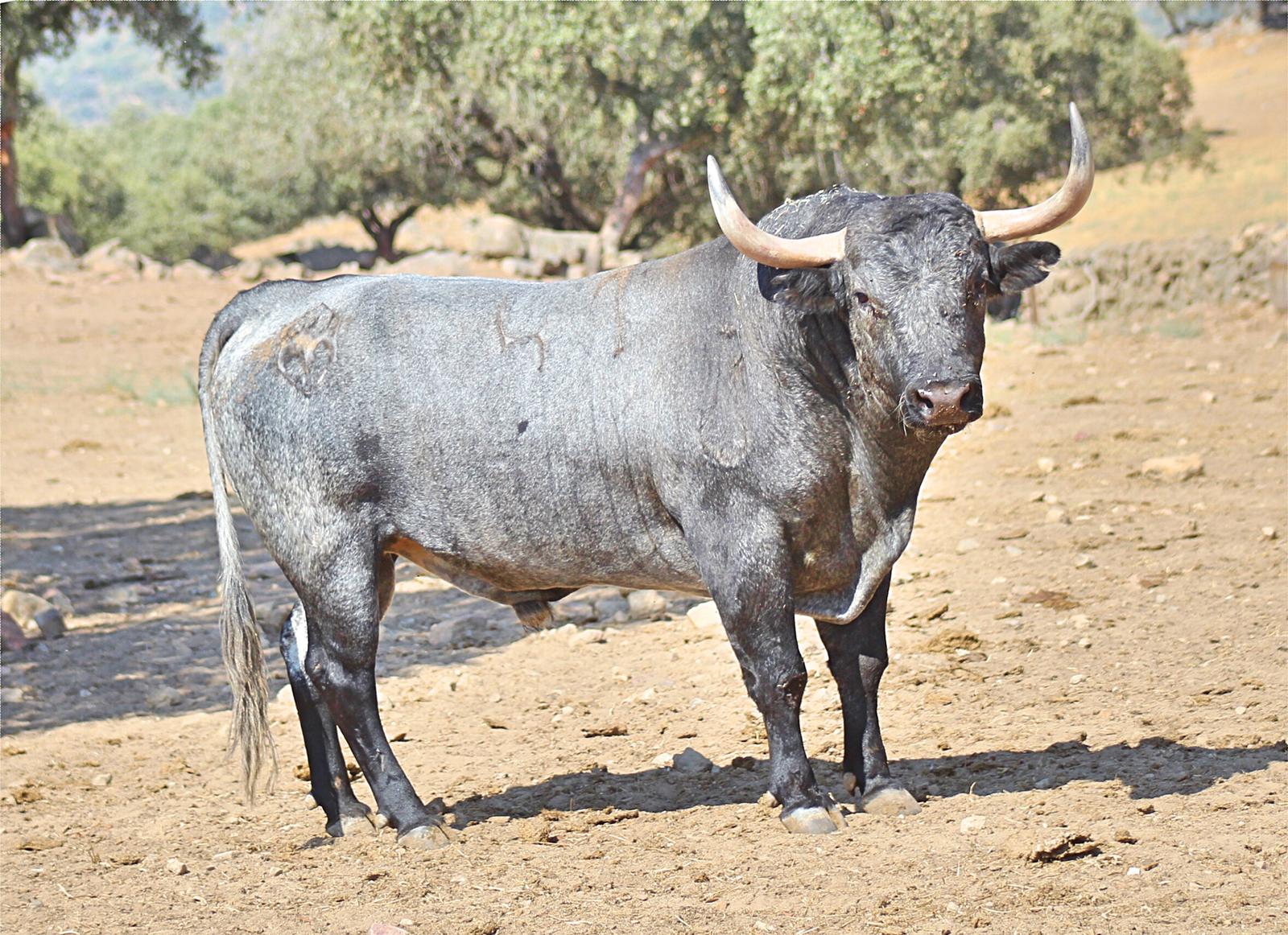 Toros de Adolfo Martín para Zaragoza. 11 de octubre de 2018