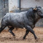 Sorteo, Madrid 12 de octubre de 2018