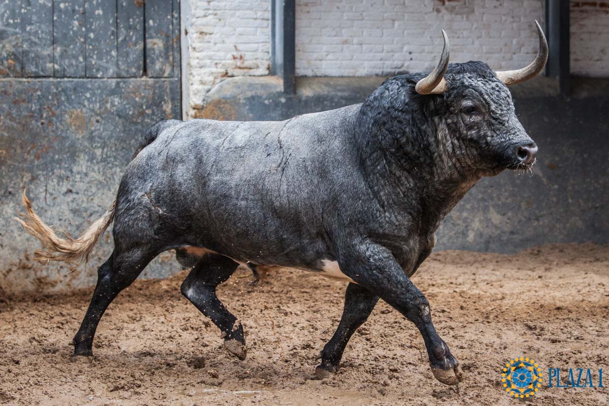 Sorteo, Madrid 12 de octubre de 2018