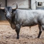 Sorteo, Madrid 12 de octubre de 2018