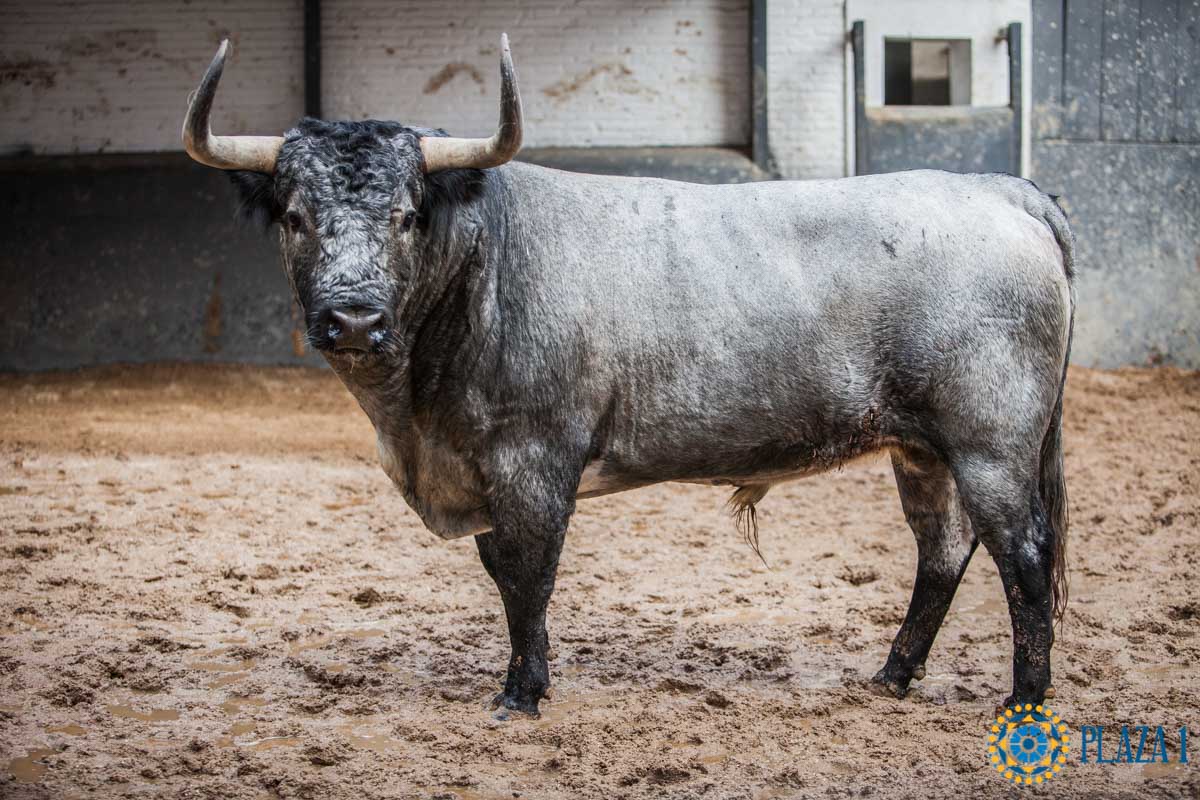 Sorteo, Madrid 12 de octubre de 2018