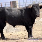 MOHINO Nº 50 • G 2014